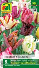 534_2024_Tulipa Papagei Mischung_10-11_8 Stk.