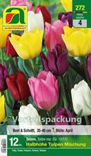 272_2024_Tulipa Halbhohe Mischung_10-11_12 Stk.