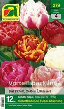 279_2022_Tulipa_Gef.Mischung_11-12_12 Stk.