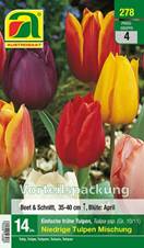 278_2024_Tulipa Niedrige Mischung_10-11_14 Stk.