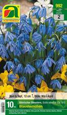 992_2022_Scilla_8-9_10 Stk.
