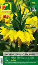 208_2024_Fritillaria_Lutea_18-20_1 Stk.