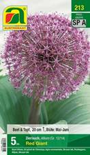 213_2022_Allium_Red_Giant_12-14_5 Stk.