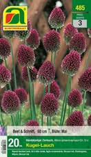 485_2022_Allium_5+_20 Stk.