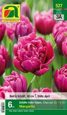 527_2022_Tulipa_Margarita_11-12_6 Stk.