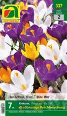 337_2022_Crocus_Prachtmischung_7-8_7 Stk.