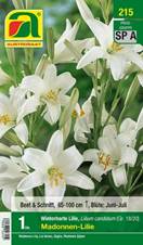 215_2022_Lilium_Madonnen-Lilie_18-20_1 Stk.
