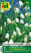 960_2022_Leucojum_8+_7 Stk.