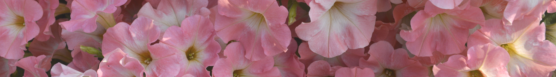 Banner 0