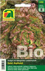Kopfsalat BIO "Merveille des quatre saisons":   Attraktiver Kopfsalat mit rotgrüner Blattfärbung und grünem Salatherz.