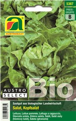Kopfsalat BIO "Kagraner Sommer 2":   Sehr schossfester Salat, speziell für heiße Anbaulagen im Hochsommer.