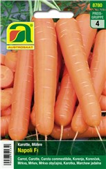 Karotten, Möhren "Napoli F1":   Eine sehr frühreifende, robuste, lagerfähige Sorte mit glatten, schön durchg