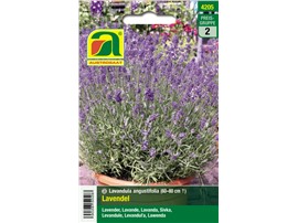 Lavendel "Echter Lavendel":   Ein ausdauernder Halbstrauch, der stark aromatisch duftet. Die Blütenstiele 