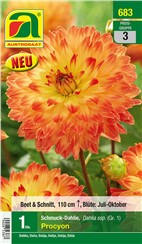 Dahlien "Procyon":   Schmuck-Dahlie mit lachsfarbigen, orangen Blüten.