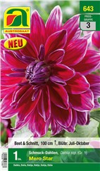 Dahlien "Mero Star":   Großbluminge, purpur rote Schmuckdahlie. Die Spitzen bzw. Ränder der Blütenb