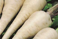 Wurzelgemüse