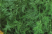 Dill