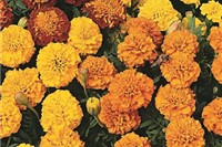 Tagetes, Studentenblume