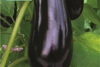 Aubergine