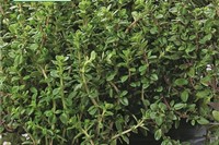 Thymian