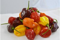 Pfefferoni - Chili