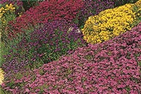 Steingarten - Alpinum