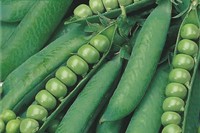 Erbsen