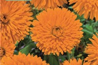 Ringelblume
