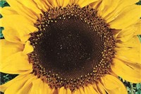 Sonnenblumen
