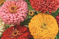 Zinnia, Zinnien
