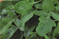 Rucola, Salatrauke