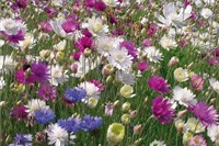 Blumen