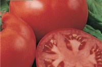 Tomate