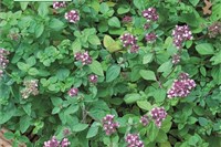 Oregano