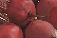 Rote Rüben/Mairübe
