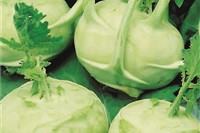Kohlrabi