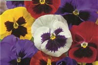 Stiefmütterchen, Viola