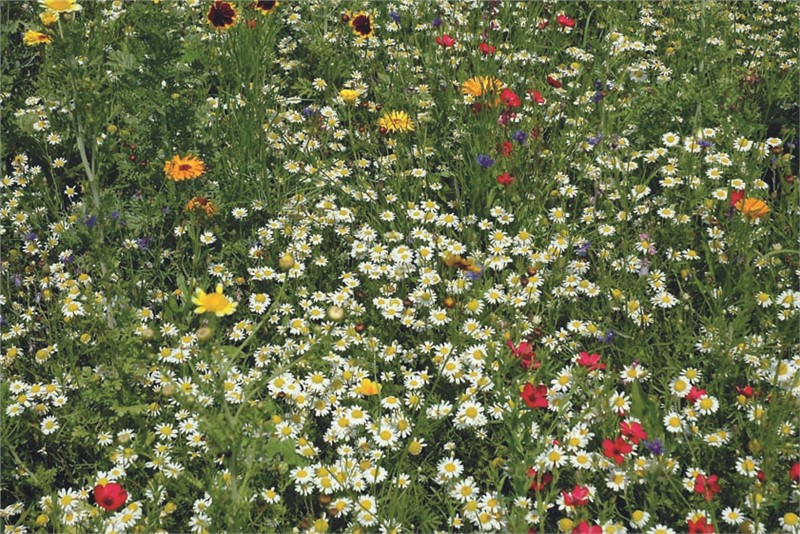 Austrosaat Blumenwiese Austrosaat Ag