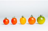 Tomaten-Raritäten