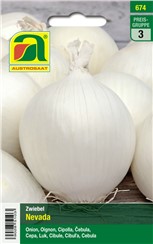 Zwiebel "Nevada":   Eine mittelgroße, runde, weiße, süßschmeckende Qualitätssorte mit Schossresi