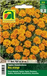 Tagetes, Studentenblume "Boy Orange":   Sehr reichblütig, die Blüten sind sehr gut gefüllt.