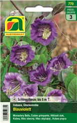 Glockenrebe "Blauviolett":   Rasch wachsende, sehr robuste Schlingpflanze mit 6-8 cm großen, violetten Bl