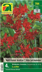 Crocosmia "Lucifer":   Crocosmia oder Montbretia geannt mit filigranen, intensiv roten Blüten.