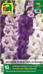 Gladiolen "Passionate Hues Blend":   Mischung aus dunkel-lila, zart-lila und weißen Blüten.