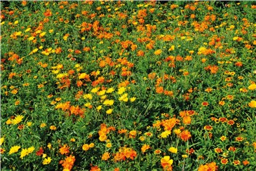 Orient; Größe: 50 g:   Eine niedrige Blühmischung mit gelb-, orange- und rotfarbigen Blüten.   Ei