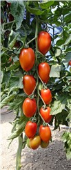 BIO Tomate "Bolstar Sensatica F1"; Einheit: 10 Korn:   Ovaler Tomaten-Typ mit 100-115 g schweren Früchten. Optimale Salattomate!