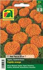 Tagetes, Studentenblume "Cupido orange":   Eine ausgezeichnete Sorte mit großen Blüten.