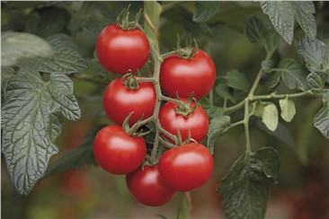 BIO Tomate "Bolstar Gimli F1"; Einheit: 10 Korn:   Reich- und frühtragende Sorte mit dunkelroten, mittelgroßen Früchten.