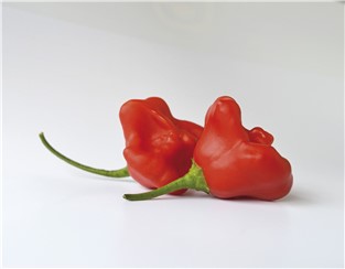 Pfefferoni "Bell":   Ein von grün auf rot abreifender Chili mit kleinen, glockenförmigen, extrasc
