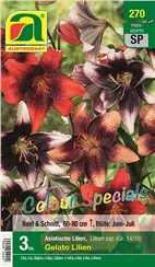 Lilien "Gelato" Colour Specials:   Mischung asiatischer Lilien in besonders samtigen Farbtönen.